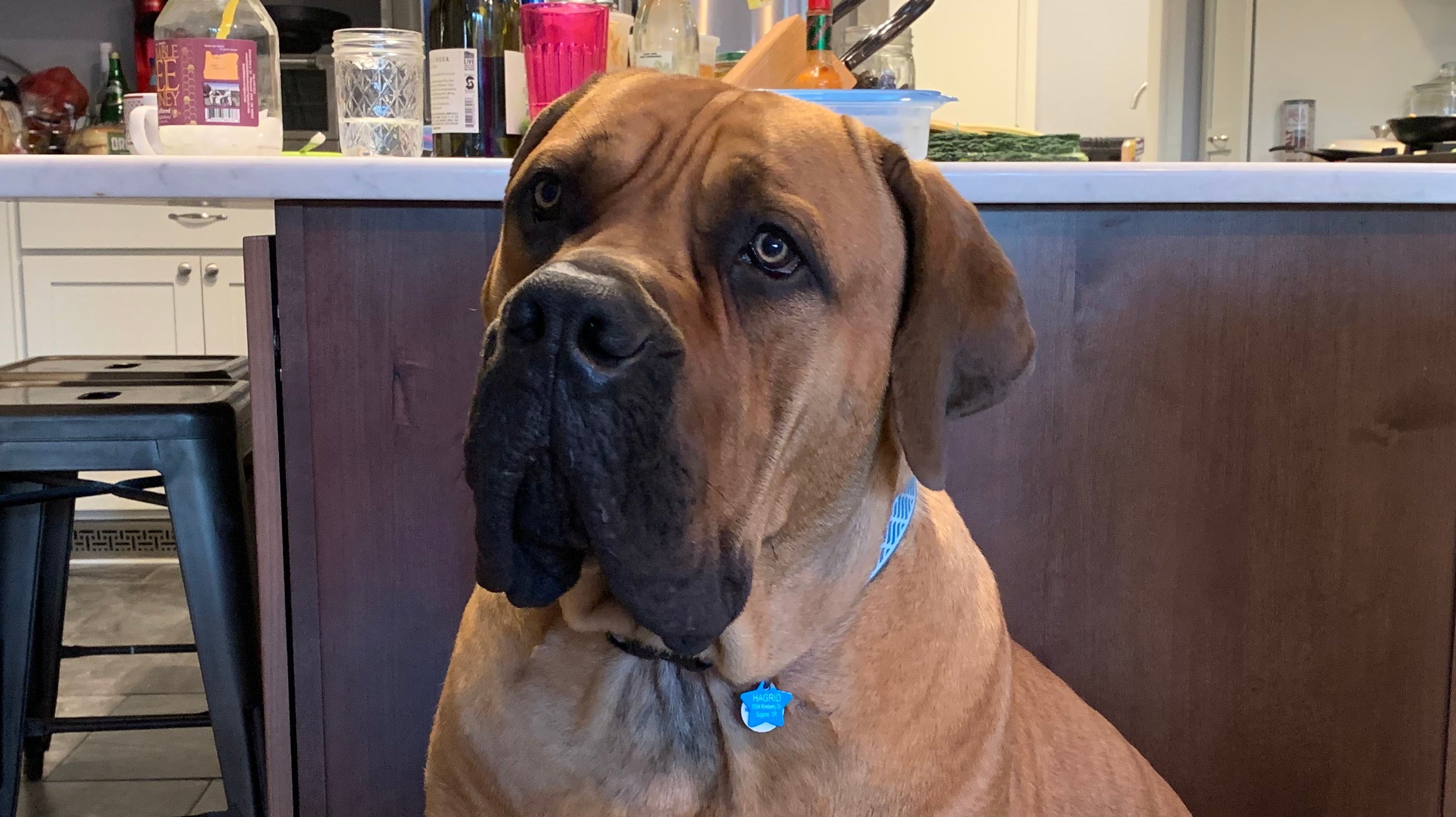 How do I give hemp products to my pet? How much should I give my pet?