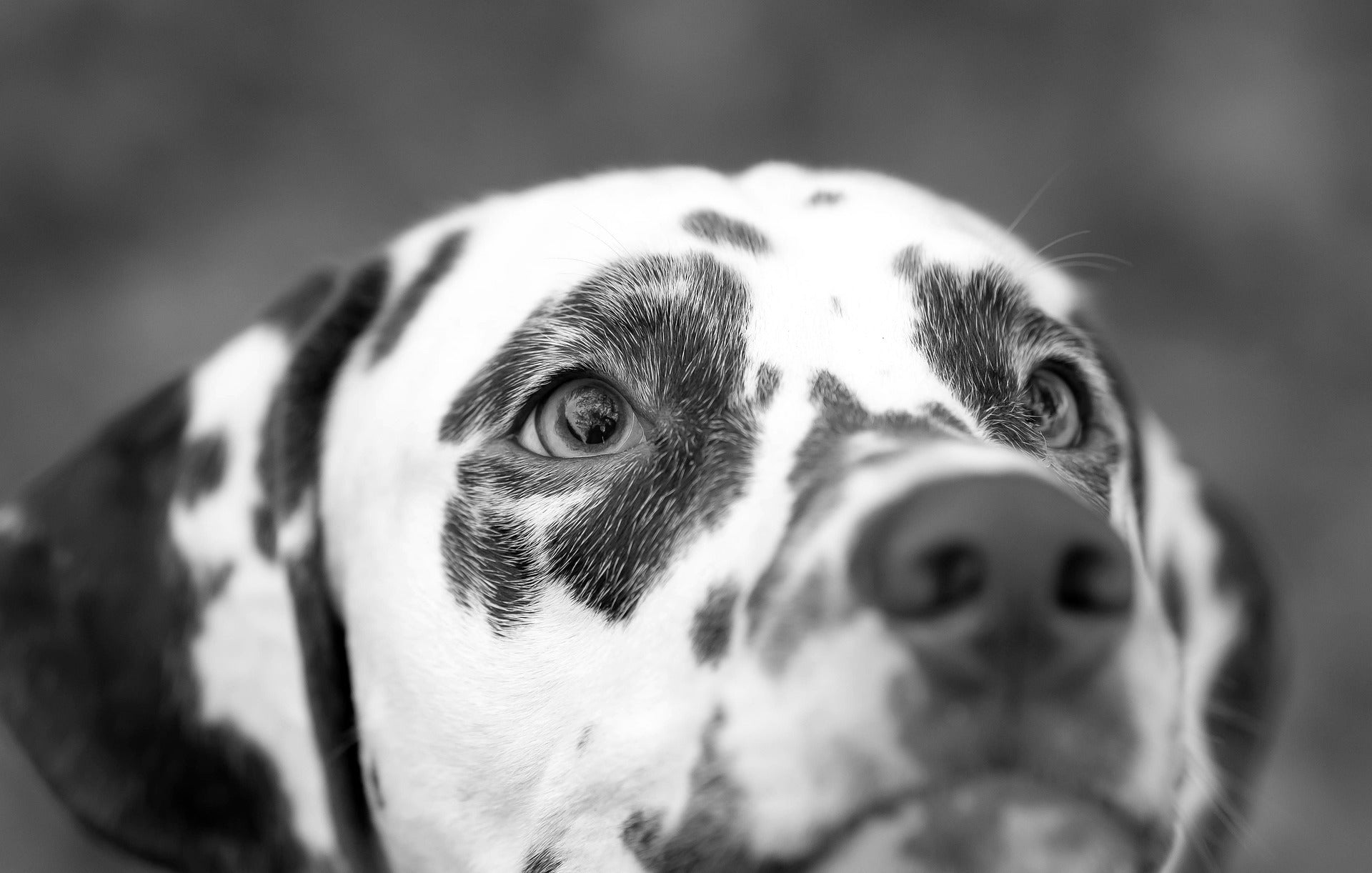 Study: Prevalence of pet anxiety in the US, 2022