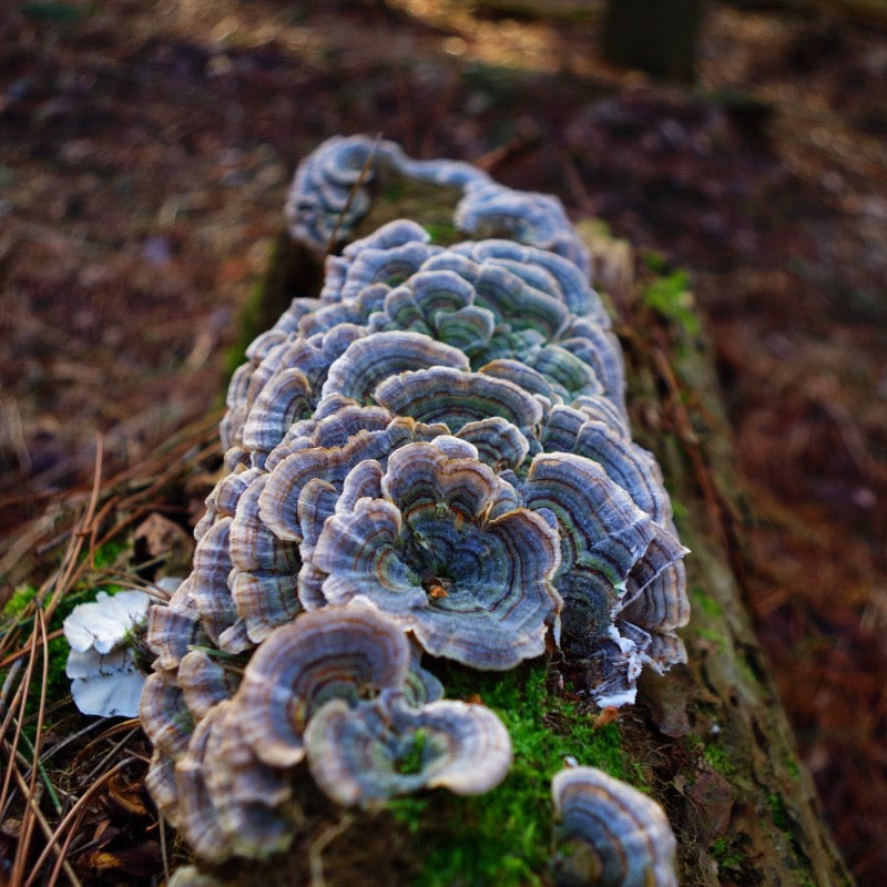 Medicinal Mushrooms & Adaptogenics